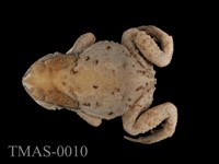 藏品(盤古蟾蜍)的圖片